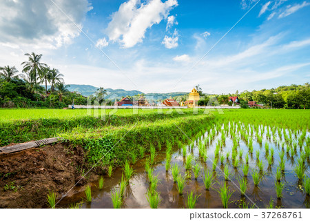 rice field on blue sky background rice field on blue sky background 37268761
