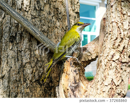 oriole hang branch looking something around tree 37268860