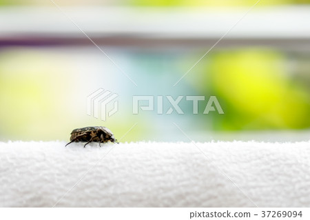 Insects Eat Blankets Insects Eat Blankets 37269094