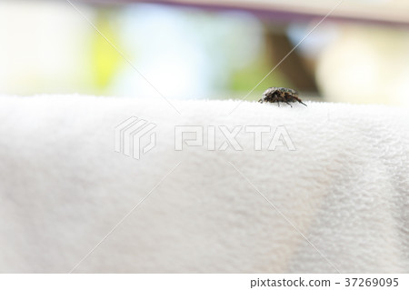 Insects Eat Blankets Insects Eat Blankets 37269095