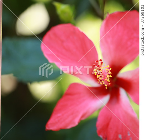 Gaysorn Chaba close up 37269103