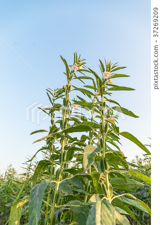 Sesame on tree in plant 37269209