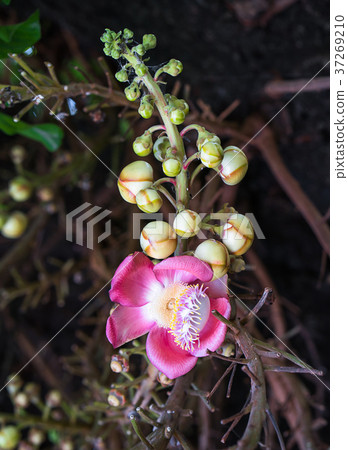 Shorea robusta(Couroupita guianensis) on the tree 37269210