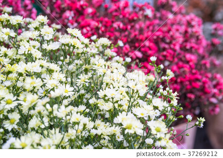 White cutter flowers in garden 37269212