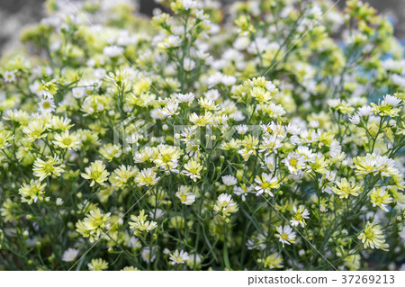White cutter flowers in garden 37269213