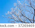 Snow-covered tree branch 37269469