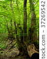 Forest tree 37269542