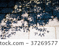 Sunlight and shadow 37269577