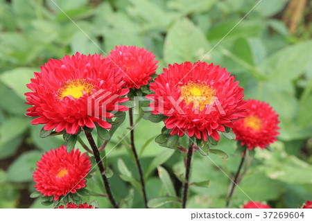花 花 37269604