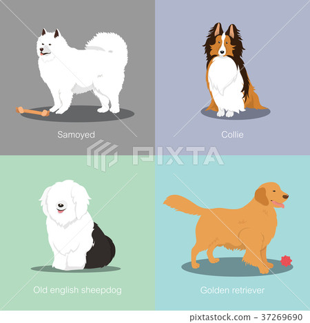 Set of dogs different breed vector illustration 37269690