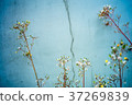 Cracked walls and fluffed weeds 37269839