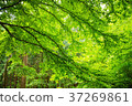 Fresh green in the forest 37269861
