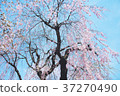 Sakura cherry tree 37270490