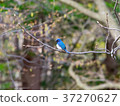 blue bird	 37270627