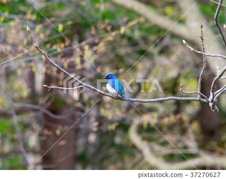 blue bird	 37270627
