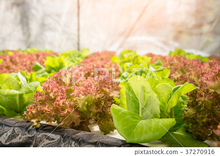 Hydroponics vegetable in farm Hydroponics vegetable in farm 37270916