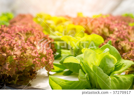 Hydroponics vegetable in farm 37270917