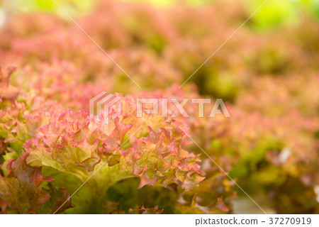 Hydroponics vegetable in farm Hydroponics vegetable in farm 37270919