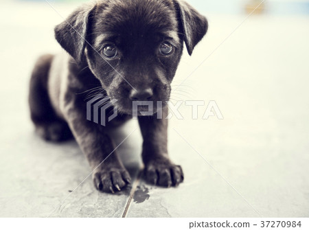 Black dog looking at camera curiously on the road Black dog looking at camera curiously on the road 37270984
