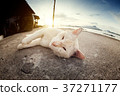A lovely cat looking a camera by sleeping position 37271177
