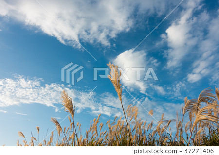 [Aomori Prefecture] Higashitsugaru-gun Ryuhida Ao Suki 37271406