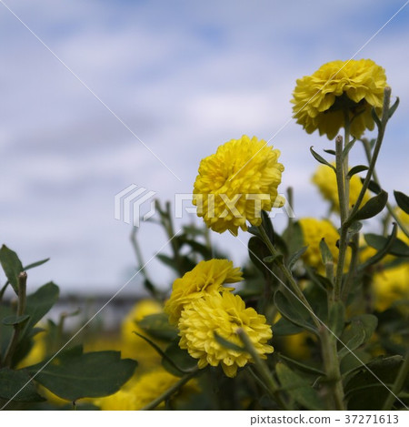 花海 37271613