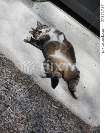 Cat sunbath 37271787