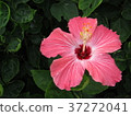 Hibiscus in Okinawa 37272041