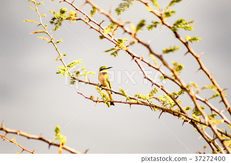 Hummingbird sitting on a black acacia branch Hummingbird sitting on a black acacia branch 37272400