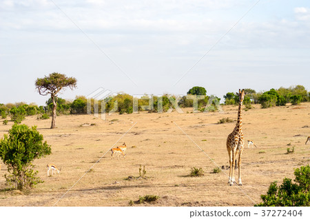 Isolated giraffe in the savannah of Masai Mara Isolated giraffe in the savannah of Masai Mara 37272404