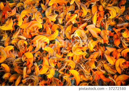 Flower palas orange 37272580