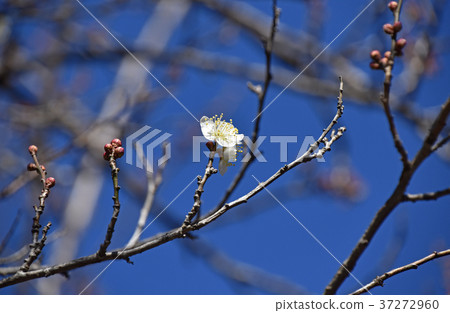 Plum that has begun to open 37272960