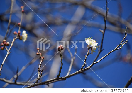 Plum that has begun to open 37272961