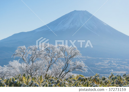 富士山和白霜山從山梨山龍捲山的視圖 富士山和白霜山從山梨山龍捲山的視圖 37273159
