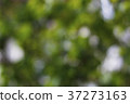 Blur, blurred image of a natural background, bokeh 37273163