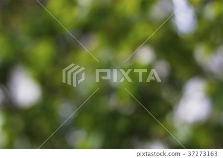 Blur, blurred image of a natural background, bokeh 37273163
