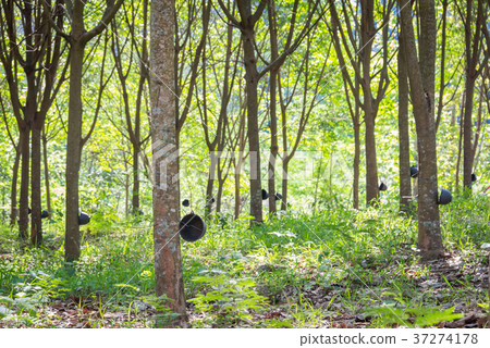 Rubber tree in garden of thailand 37274178
