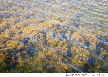 Freshwater algae in Thailand reservoir Freshwater algae in Thailand reservoir 37274183