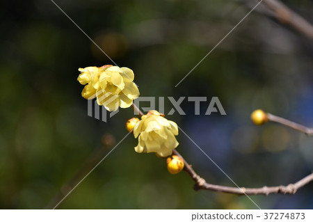 Rowbai (wax plum) 37274873