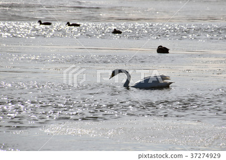 天鵝 37274929