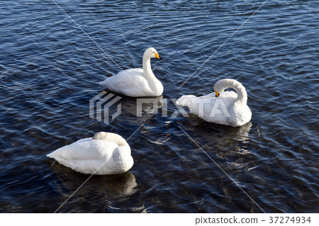 天鵝 37274934