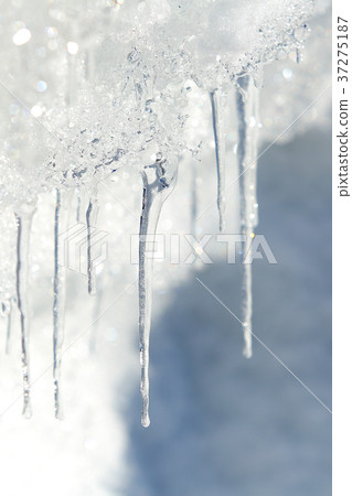  Icicle 37275187