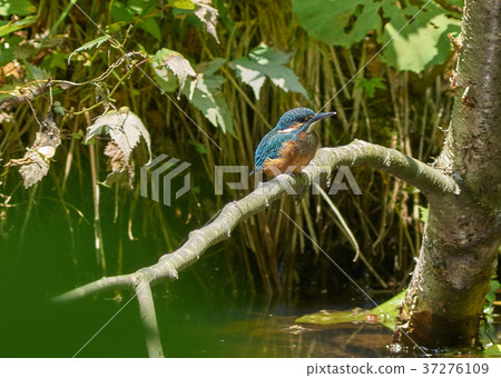 Kingfisher 37276109