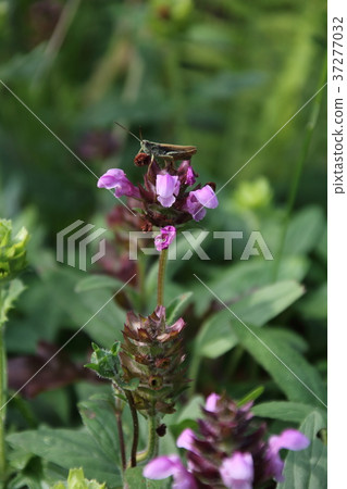 Prunella vulgaris Prunella vulgaris 37277032