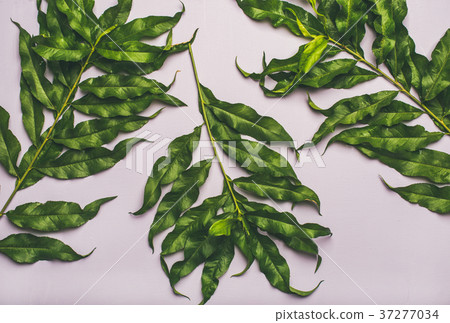 Flat-lay of tropical tree green leaves over pastel Flat-lay of tropical tree green leaves over pastel 37277034