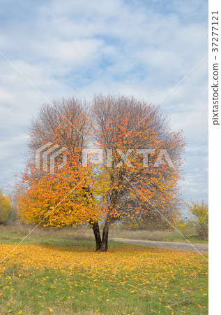 Lonely autumn tree Lonely autumn tree 37277121