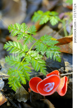 Aleuria aurantia fungus Aleuria aurantia fungus 37277124
