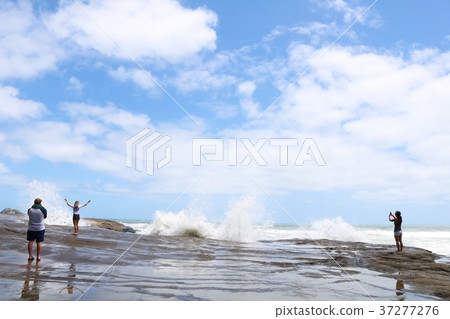 Summer New Zealand, rough Muriwai Beach Summer New Zealand, rough Muriwai Beach 37277276
