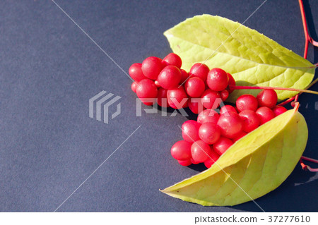 red berries of schisandra 37277610