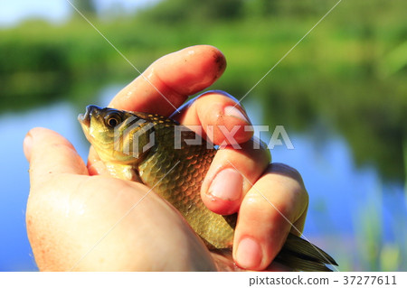 Prussian carp in the hand 37277611